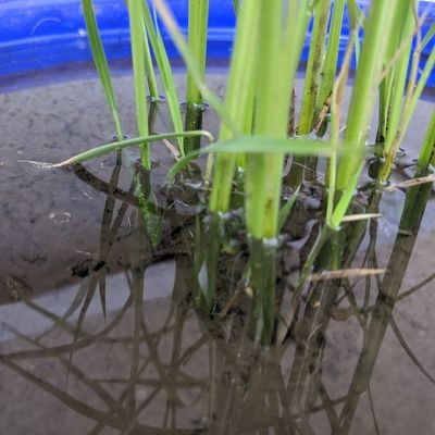 mizokyopro's profile picture. SUB1 Maximum所属 茶coder
競プロ・web・CAD設計
色々強くなりたいです．