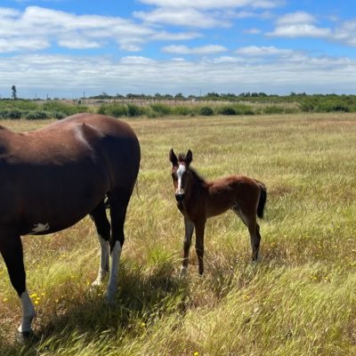 Amante de mi familia y mis caballos, emprendedor con insistencia, nada es gratis