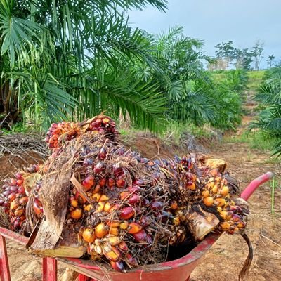 wasim_achmad's profile picture. Petani Sawit Di Desa Sarai Kec. Sungai Tebelian Kab Sintang Kalimantan Barat