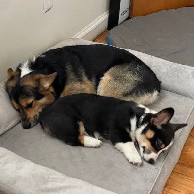 Mistress Emma and Princess Sophie, little corgi sisters to Sir JJ the Captain of the House Guard. He’s a C.A.T. but we don’t mind too much.