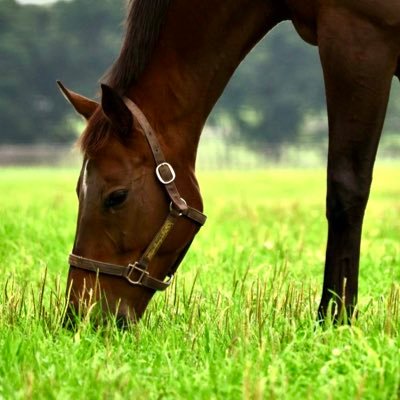 --------------------推し🐎 ハピ--------------------‐ ------’23年7月〜📷 R8 「保存OK 無断転載 NG」-------