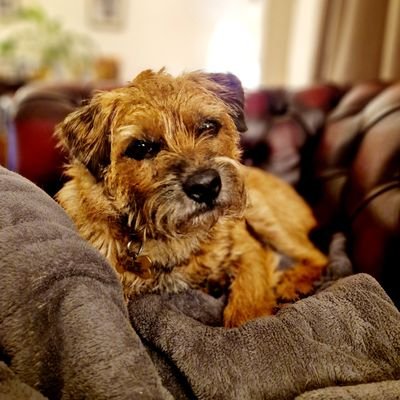 Vicarage dog with a passion for paws-toral care, church, attention, walks, and biscuits 🐾