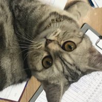 pupupi (@rinaaruto) 's Twitter Profile
