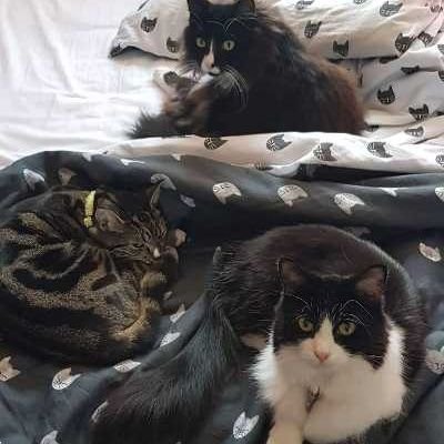 RealRawMatthew's profile picture. 🐈 Cats 🍗 Food 👾 Pokémon 🏆 Wrestling 🚅 Travelling 💍 Her