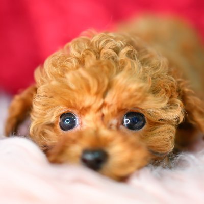 nob_sakai's profile picture. 天使なイヤイヤ期も終わって優しい三歳児+ホヤホヤ零歳児 坂本真綾さん 愛希れいかさん BADDY