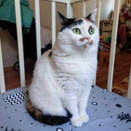 Shako_WTF's profile picture. Раб котів, лінива дупа. Новий аккаунт після бану