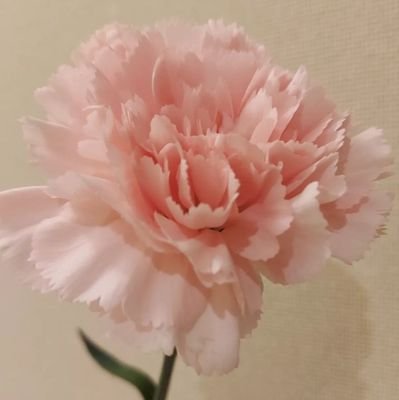 宝塚が好き。花組の星空美咲ちゃんを応援しています。OGは愛ちゃん、はるこさん、そらちゃん