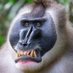Chitinous Dave (@type___e) Twitter profile photo
