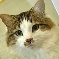 metaphysics wizard 🧙‍♂️ (@boujeebuddha) 's Twitter Profile