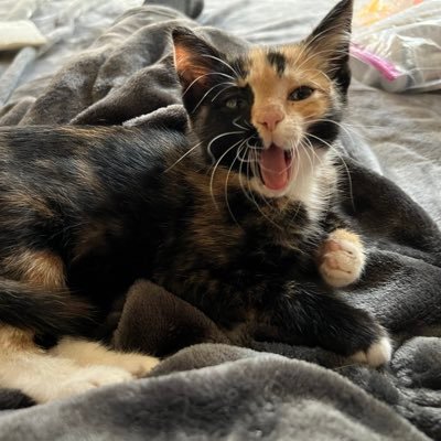 JazzyCat FelineRescue is a Tennessee nonprofit for the benefit of homeless cats/kittens, operated & funded by myself, no assistance. Donations are appreciated!