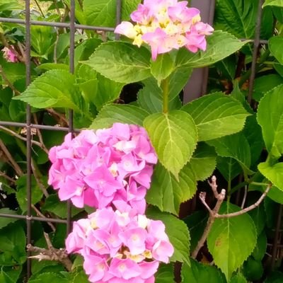 kCPttuGbl3tDe3S's profile picture. るす、からちょっとお名前かわりました