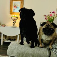 Brigadier ( the nut job )and Ernie his new bro.(@PugBrigadier) 's Twitter Profile Photo