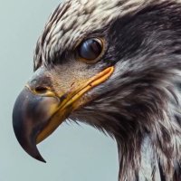 Eagle (@kubilay_keskin) Twitter profile photo