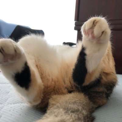 新規垢になりました。養老孟司先生のいう「猫は人生の物差し」を三毛猫師匠との暮らしに実感する毎日。中村元、養老孟司、植木雅俊先生を師と仰ぎ、現代の仏典たる養老思想「唯脳論(脳科学)」からブッダの教えを読み解きブログにアップしています。脳化社会を憂う一市民。三毛猫師匠の下僕。 DMは事前に連絡願います。