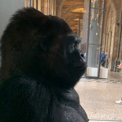 maorihapi's profile picture. 