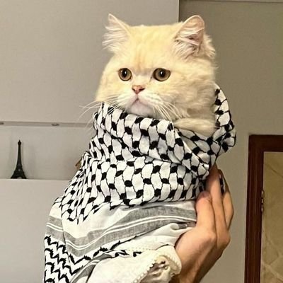 _habibtea's profile picture. don't limit the cross