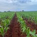 William The Farmers House (@williammusaigwa) Twitter profile photo William The Farmers House (@williammusaigwa) Twitter profile photo