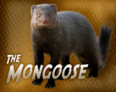 TheMongoose82's profile picture. Jedi, gun-slinger, space shuttle door gunner, So buckle your chin-strap, you're in for a hell of a ride...FYI: I see dead people...