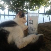 Pegassus (@adoks01) Twitter profile photo