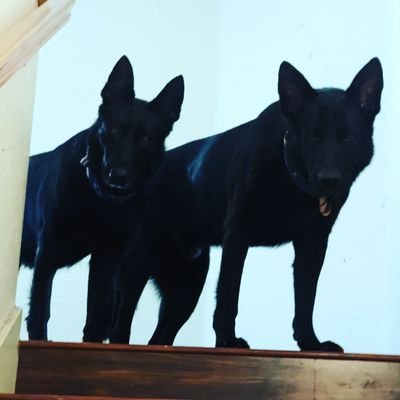 I sparkle. I believe there is a loving, forever home for every pet. Our rescued, black German Shepherds are Zeus and Athena.