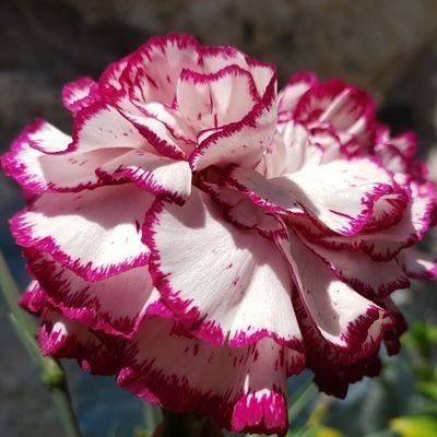 VictorRentroia's profile picture. 