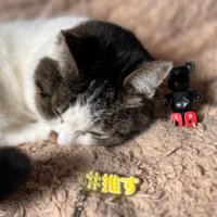 やこ (@a_i_ney) 's Twitter Profile