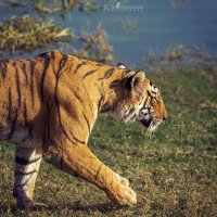 ๐๐ข๐ง๐๐ฎ ๐๐๐๐๐ซ๐จ๐ง ๐๐ข๐ ๐๐ซ ๐ฎ๐ณ๐งก๐
๐ฉ (@iamsaffrontiger) 's Twitter Profile