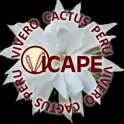Vivero de plantas especializado en cactus y suculentas en Chiclayo. Realizamos venta de plantas y semillas a todo el Perú. Contamos con permiso de SERFOR
