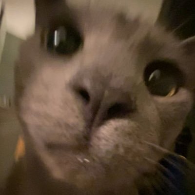 NatLikesBats's profile picture. 🐈‍⬛ ♥️ 🐎