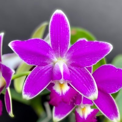 Orchids, Carnivorous Plants, Catasetums, Nature, Orchid Photography. AOS Orchid Judge.