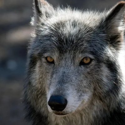 LordWolfeNJ's profile picture. I write, I game, I make amusing jokes at my own expense. Not all of my posts will be in the same nature of my replies. I'm here to ramble.