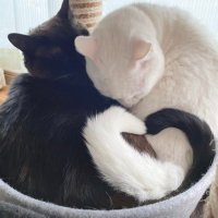 てぃ (@mofutea_) Twitter profile photo