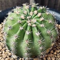 サラン (@syogenji6859) Twitter profile photo