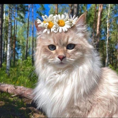 hope_7774's profile picture. Harmony