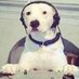 el pipas (@elpipas2000) Twitter profile photo el pipas (@elpipas2000) Twitter profile photo