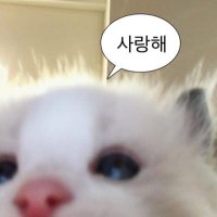 마고(@magoxkz) 's Twitter Profile Photo