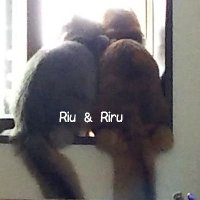 Riu&Riru@仙台泊5/30〜6/2キラ交換✨よろしく❣️(@RiuRiru2903) 's Twitter Profile Photo