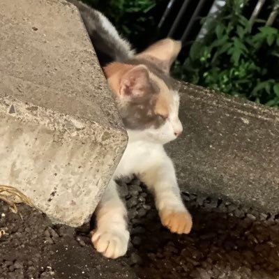 zww_ii's profile picture. 