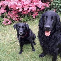 rachibabes (@rsalloway) 's Twitter Profile