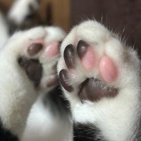 肉球🐾 (@cl2nkcvabw3158) Twitter profile photo