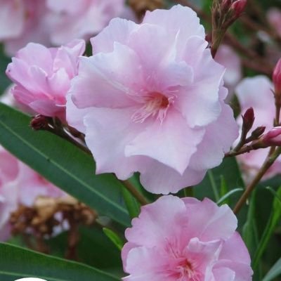 EzoMomonga613's profile picture. ケイヤクで英獅郎🦁役の犬飼くんに魅了され THE犬飼見て 完全に犬飼貴丈くん沼落ち♡ 犬飼くん好きさんと繋がれたら嬉しいです😊