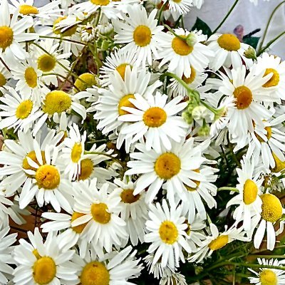 sob_cloud7's profile picture. 