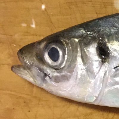 jet3452's profile picture. 押し寄せてくる仕事何とか捌いてるけど、人としての能力が低いので１面減らしました。
呟く内容は沖釣り、自転車、登山、写真くらいかと。