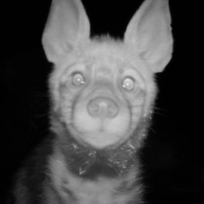 anatolian_beast's profile picture. Project for monitoring and conservation of Striped Hyena (Hyaena hyaena) population in Anatolia.