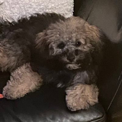 Ravenous_Raven9's profile picture. 