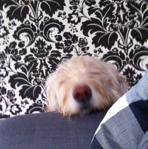 DaGmanCoolio's profile picture. 