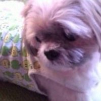 Akemi (@akemi45446721) 's Twitter Profile
