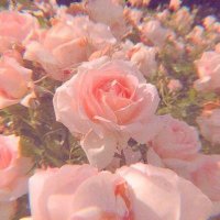 🌸(@hiddenblossom_) 's Twitter Profile Photo