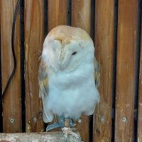 マコ (@alsacedaisuki) Twitter profile photo