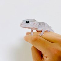 ふぁます (@17_nishiafu) 's Twitter Profile